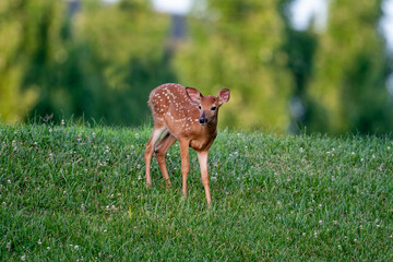 Naklejka na ściany i meble White-tailed deer fawn in an open field on a summer morning. 