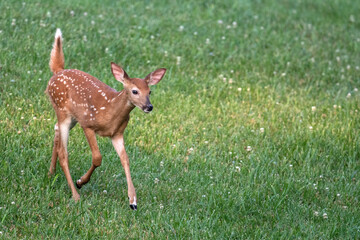 White-tailed deer fawn in an open field on a summer morning. 