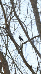 bird on a branch