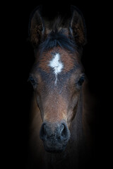 Fototapeta premium Porträt eines Fohlen mit schwarzen Hintergrund