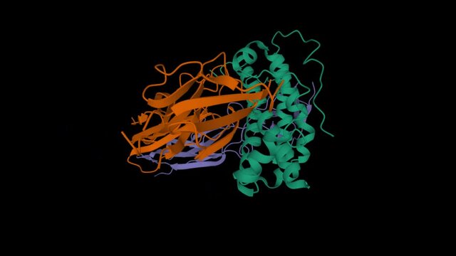 Animated 3D cartoon model of human growth hormone (green) interacting with extracellular domain of its receptor (violet and brown), black background