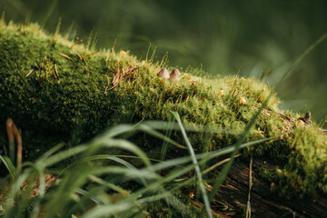 A close up of a tree