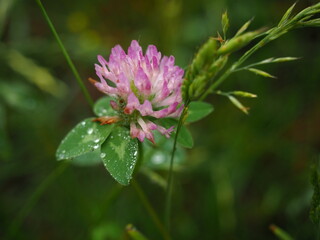 Red clover after the rain
