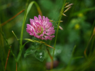 Red clover after the rain