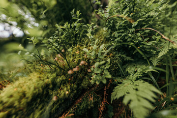 A close up of a tree