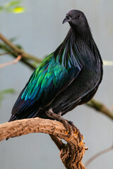 Perching Nicobar Pigeon (Caloenas nicobarica)