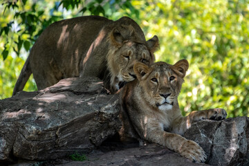 Asiatic Lion (Panthera leo persica)