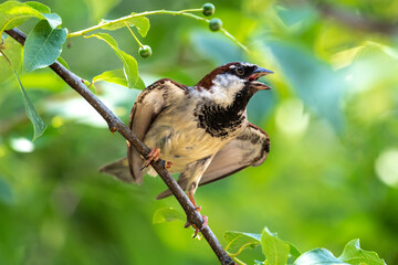 Male House Sparrow (Passer domesticus)