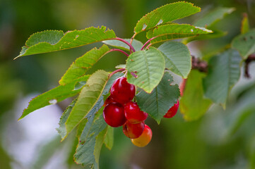 Juicy ripe berries on a tree