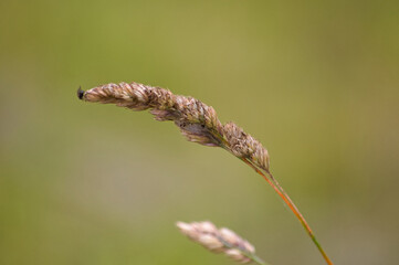 Single stem of grass