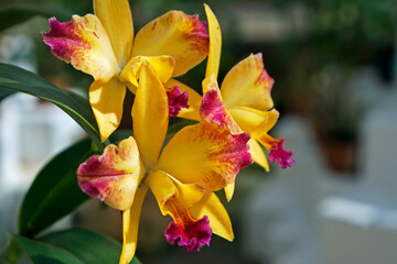 Orchids on greenhouse, Rio de Janeiro, Brazil 