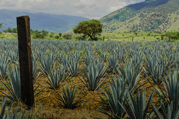 tequila fields