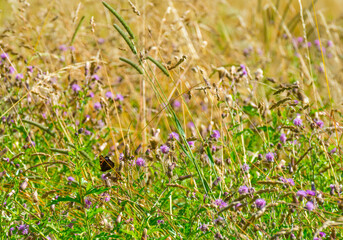 Butterfly on the flower of a thistle in a field with wild flowers in a grassy pasture in bright sunlight on a summer morning, Almere, Flevoland, The Netherlands, July 15, 2020