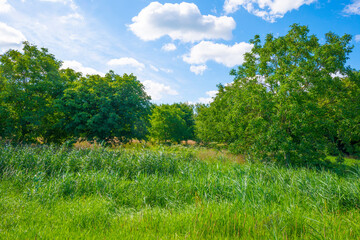 Obraz premium Lush green foliage of trees, yellow grass and wild flowers in a grassy pasture in bright sunlight and shadow on a summer morning, Almere, Flevoland, The Netherlands, July 15, 2020