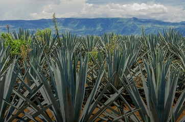 tequila fields