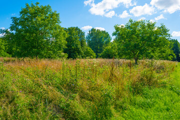Lush green foliage of trees, yellow grass and wild flowers in a grassy pasture in bright sunlight and shadow on a summer morning, Almere, Flevoland, The Netherlands, July 15, 2020