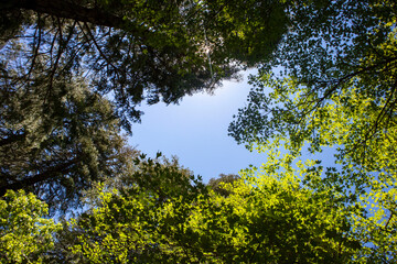 Fototapeta premium green leaves against the sky