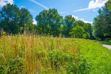 Lush green foliage of trees, yellow grass and wild flowers in a grassy pasture in bright sunlight and shadow on a summer morning, Almere, Flevoland, The Netherlands, July 15, 2020