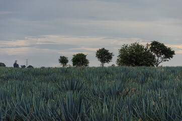 tequila fields