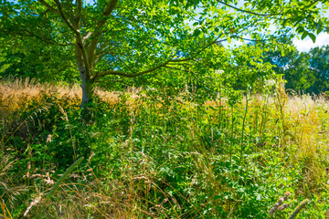 Lush green foliage of trees, yellow grass and wild flowers in a grassy pasture in bright sunlight and shadow on a summer morning, Almere, Flevoland, The Netherlands, July 15, 2020