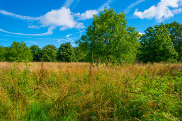 Fototapeta premium Lush green foliage of trees, yellow grass and wild flowers in a grassy pasture in bright sunlight and shadow on a summer morning, Almere, Flevoland, The Netherlands, July 15, 2020
