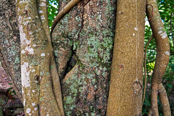 Tree trunk with lichen