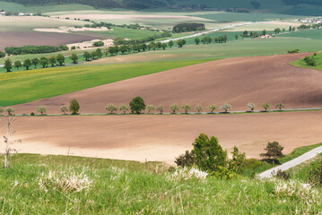 Fototapeta premium Agricultural black and green fields Aerial view. Horizontal view in perspective. Rows of soil before planting. Row pattern in a plowed field.