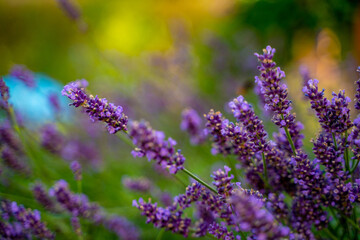 Detail of violet lavender flower