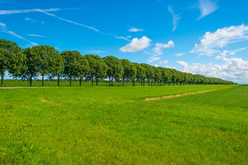 Line of trees with a lush green foliage along a green pasture in sunlight below a blue cloudy sky, Almere, Flevoland, The Netherlands, July 15, 2020