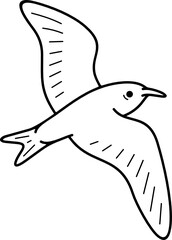 Ashy Storm-Petrel