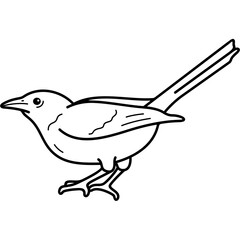 Audubon's Oriole
