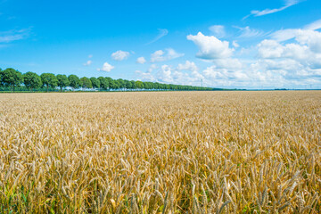 Yellow wheat in an agricultural field in the countryside below a blue sky in sunlight in summer, Almere, Flevoland, The Netherlands, July 15, 2020