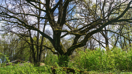 Trees of parks on sunny days on classic blue background. Nature concept. Space for text.