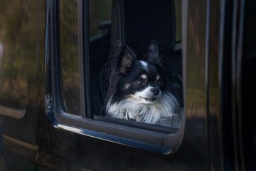 Long-haired Chihuahua looking out car window