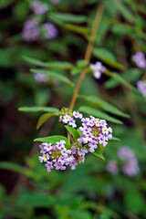 Bushy lippia flowers (Lippia alba)