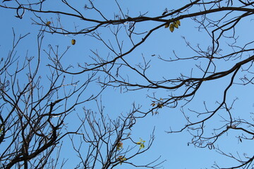 Branches of a tree against blue sky