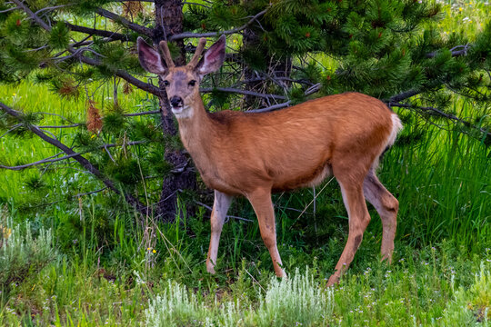 Young Male White Tailed Deer in Steamboat Lake State park