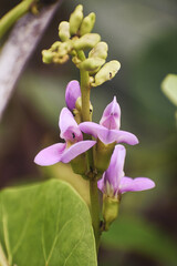 Obraz premium Ant & Orchid Symbiosis