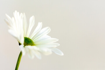 Photo of high key white flower on white background
