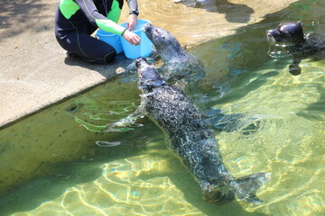 静岡県下田市　下田海中水族館のアザラシ © wankodog