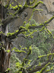 Obraz premium Moss Covered Juniper - A dead juniper tree covered with moss or green lichen - Central Oregon