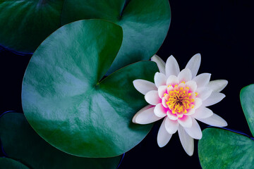 closeup beautiful lotus flower and green leaf in pond, purity nature background, red lotus water...