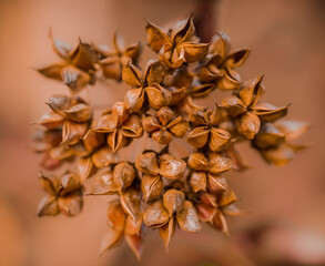 dry autumn orange flower not the brown background 