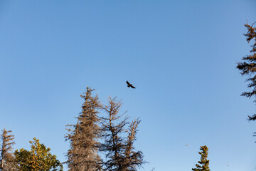 Alaskan wilderness