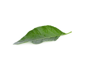 Fresh green leaves of Bitterleaf tree isolated on white background.Nanchao Wei is an herb tree that...