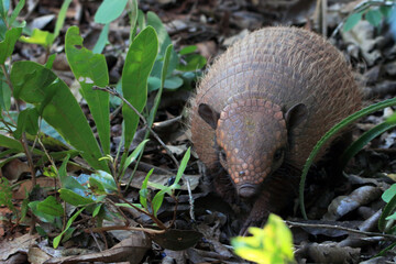 photo of a yellow armadillo (Euphractus sexcinctus) seen from the front through the foliage