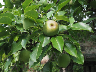 green pear fruit food