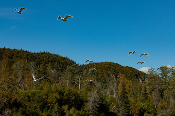Alaska Back Country