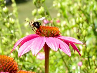 bee on a flower