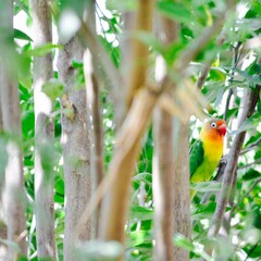 red billed toucan